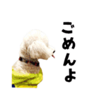 うちのいぬ our family - dog（個別スタンプ：13）