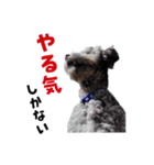 うちのいぬ our family - dog（個別スタンプ：14）