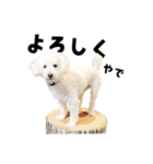 うちのいぬ our family - dog（個別スタンプ：24）