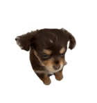 Cherie！！！！！（個別スタンプ：1）