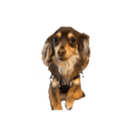 Cherie！！！！！（個別スタンプ：16）