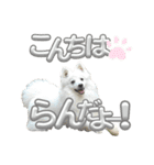 日本スピッツさん。（個別スタンプ：8）