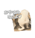 日本スピッツさん。（個別スタンプ：10）