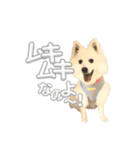 日本スピッツさん。（個別スタンプ：11）
