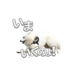 日本スピッツさん。（個別スタンプ：14）