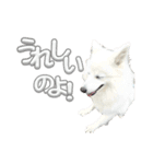 日本スピッツさん。（個別スタンプ：16）
