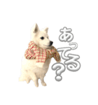 日本スピッツさん。（個別スタンプ：18）