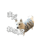 日本スピッツさん。（個別スタンプ：19）