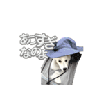 日本スピッツさん。（個別スタンプ：20）