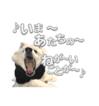 日本スピッツさん。（個別スタンプ：21）