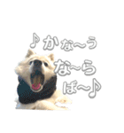 日本スピッツさん。（個別スタンプ：22）