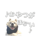 日本スピッツさん。（個別スタンプ：23）