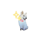 日本スピッツさん。（個別スタンプ：27）