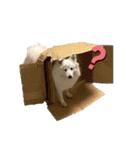 日本スピッツさん。（個別スタンプ：31）