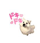 日本スピッツさん。（個別スタンプ：34）