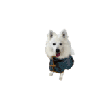 日本スピッツさん。（個別スタンプ：39）