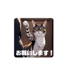 いろんな猫(日常編)（個別スタンプ：1）