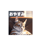 いろんな猫(日常編)（個別スタンプ：28）