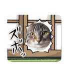 キジトラ猫(毎日使える)（個別スタンプ：6）