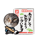 キジトラ猫(毎日使える)（個別スタンプ：17）