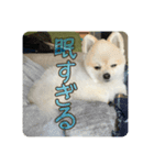 ポメラニアンのあらいさん【日常】（個別スタンプ：1）