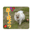 ポメラニアンのあらいさん【日常】（個別スタンプ：2）