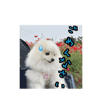 ポメラニアンのあらいさん【日常】（個別スタンプ：3）