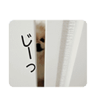 ポメラニアンのあらいさん【日常】（個別スタンプ：4）