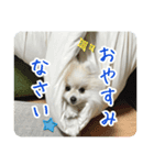 ポメラニアンのあらいさん【日常】（個別スタンプ：5）
