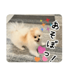 ポメラニアンのあらいさん【日常】（個別スタンプ：6）