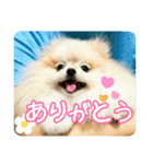 ポメラニアンのあらいさん【日常】（個別スタンプ：7）