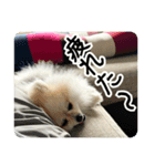 ポメラニアンのあらいさん【日常】（個別スタンプ：8）