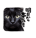 黒猫の日常(毎日使える)（個別スタンプ：10）