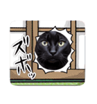 黒猫の日常(毎日使える)（個別スタンプ：36）