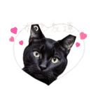 黒猫の日常(毎日使える)（個別スタンプ：40）