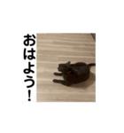 アホ猫ぽぽ（個別スタンプ：7）