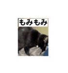 アホ猫ぽぽ（個別スタンプ：8）