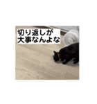 アホ猫ぽぽ（個別スタンプ：10）