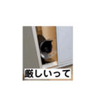 アホ猫ぽぽ（個別スタンプ：12）