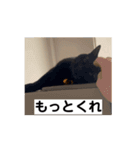 アホ猫ぽぽ（個別スタンプ：13）