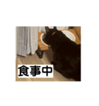 アホ猫ぽぽ（個別スタンプ：15）