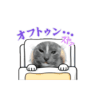 大好きにゃんず ①（個別スタンプ：11）