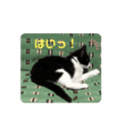 動く‼️子猫わらびの日常すたんぷ（個別スタンプ：2）