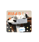 動く‼️子猫わらびの日常すたんぷ（個別スタンプ：4）