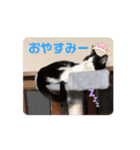 動く‼️子猫わらびの日常すたんぷ（個別スタンプ：5）