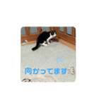 動く‼️子猫わらびの日常すたんぷ（個別スタンプ：7）