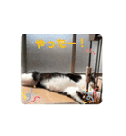 動く‼️子猫わらびの日常すたんぷ（個別スタンプ：9）