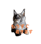 yoruka=zaoldyeck（個別スタンプ：1）