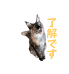 yoruka=zaoldyeck（個別スタンプ：3）