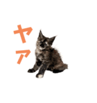 yoruka=zaoldyeck（個別スタンプ：4）